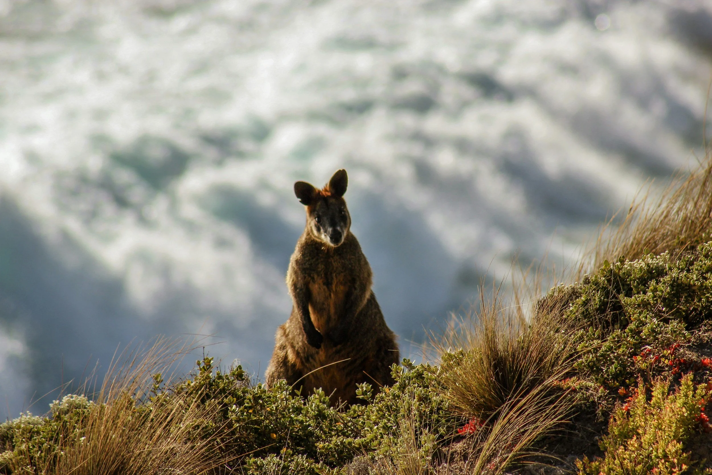 CapturEDU Phillip Island Photography Tour