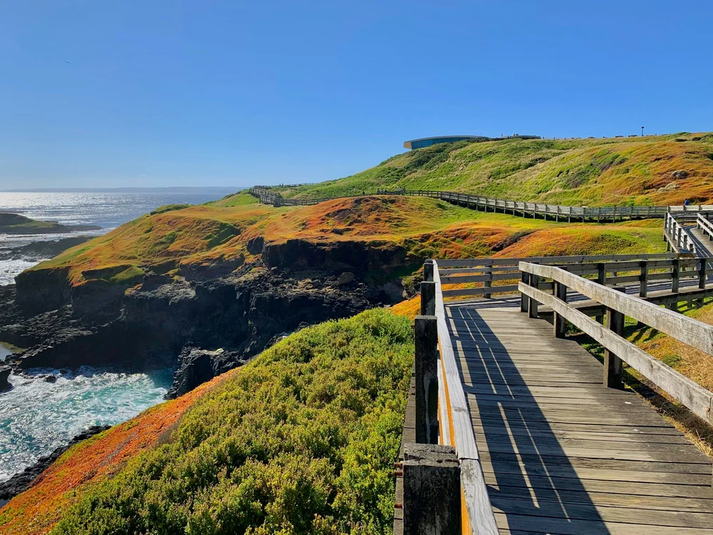 A boardwalk leading along green coastal cliffs