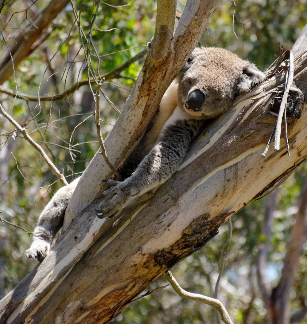 A koala resting in the fork of a eucalyptus tree