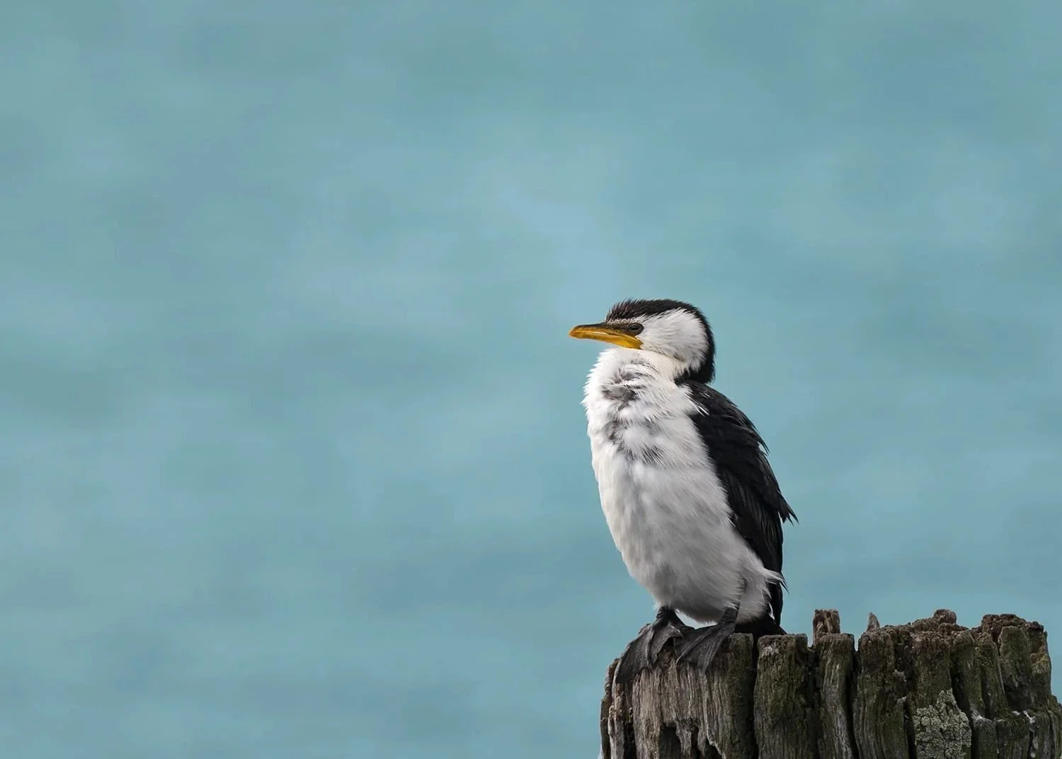Why are my photos blurry? Nine causes, and how to fix each one