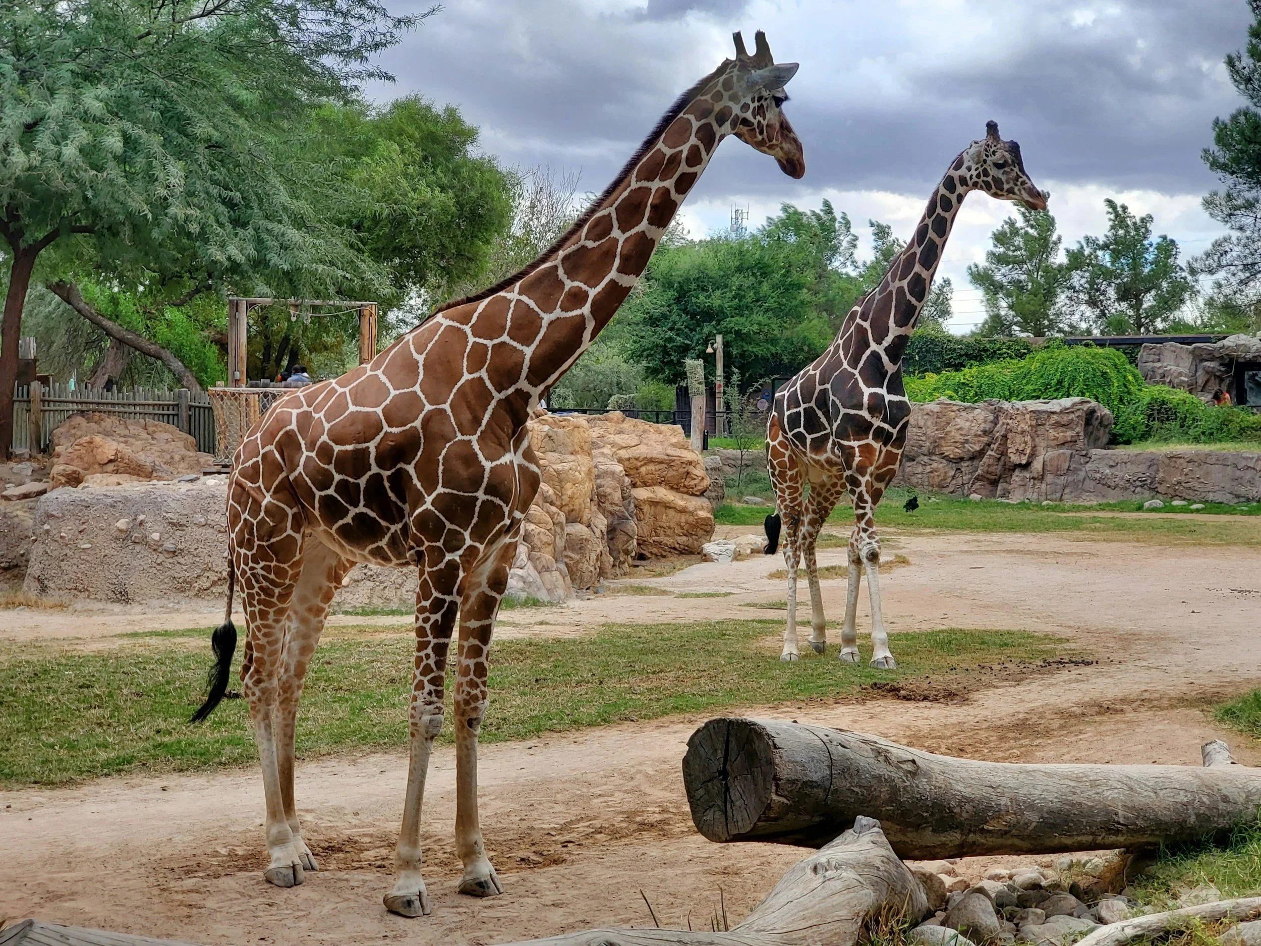 Zoo photography tips: glass, wire and the patience to wait