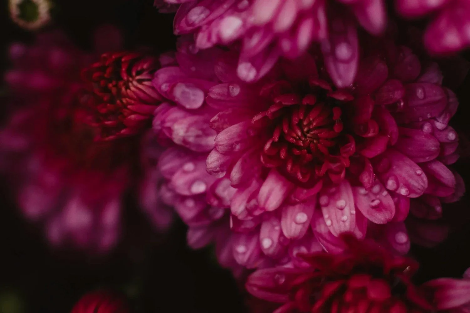 Macro flower photography: light, focus and clean backgrounds