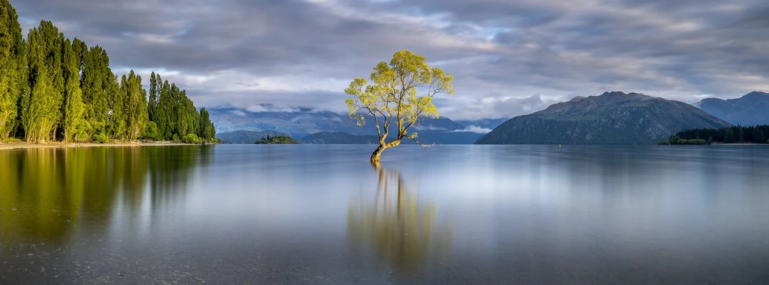 The Wanaka tree at dawn