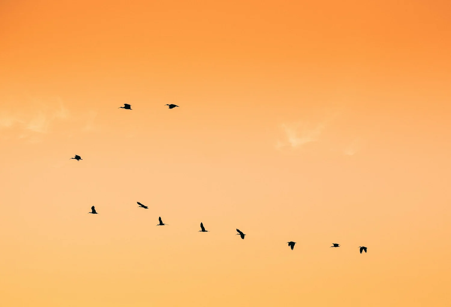 A line of birds crossing an orange sky