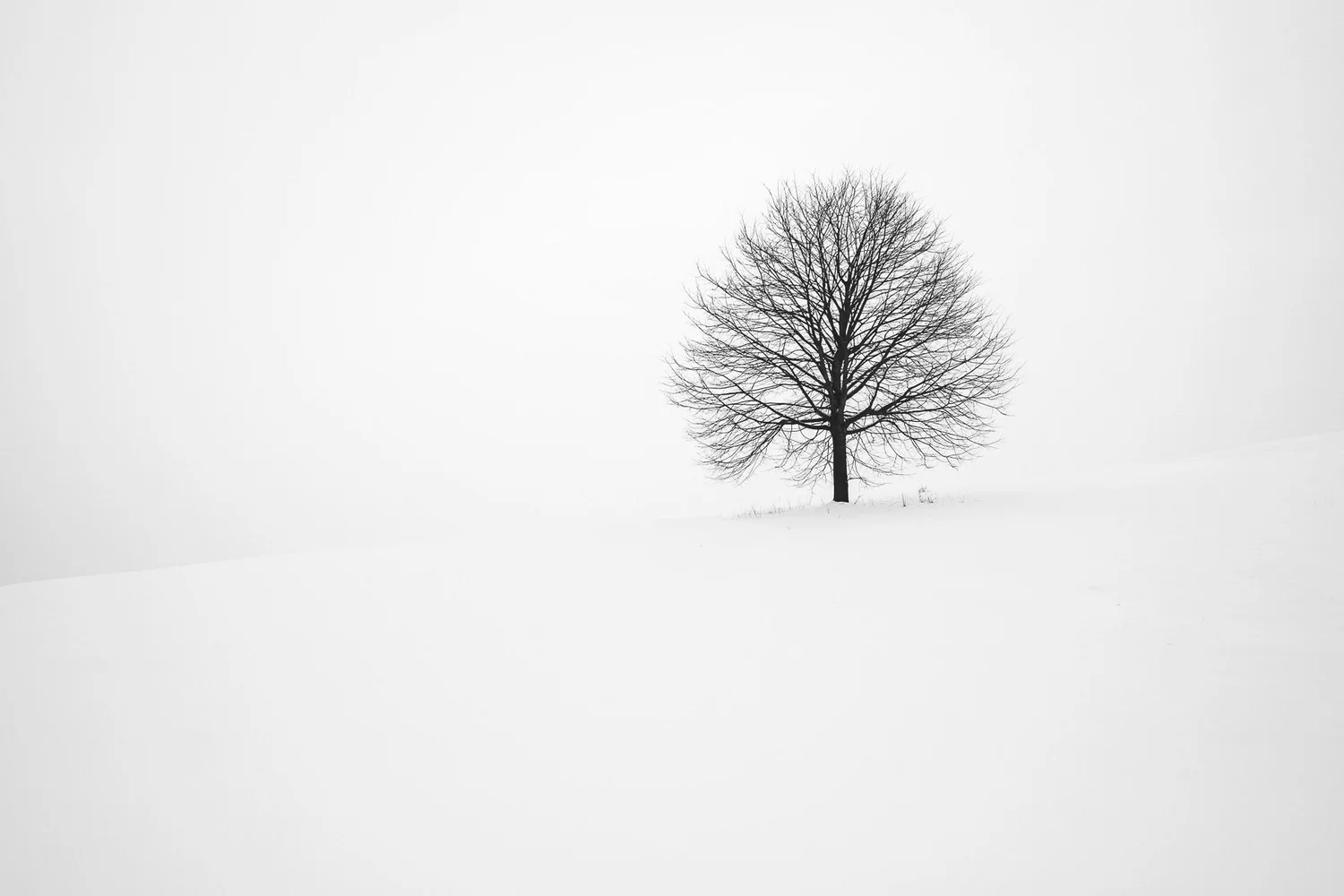 A single tree standing in a snowy white landscape