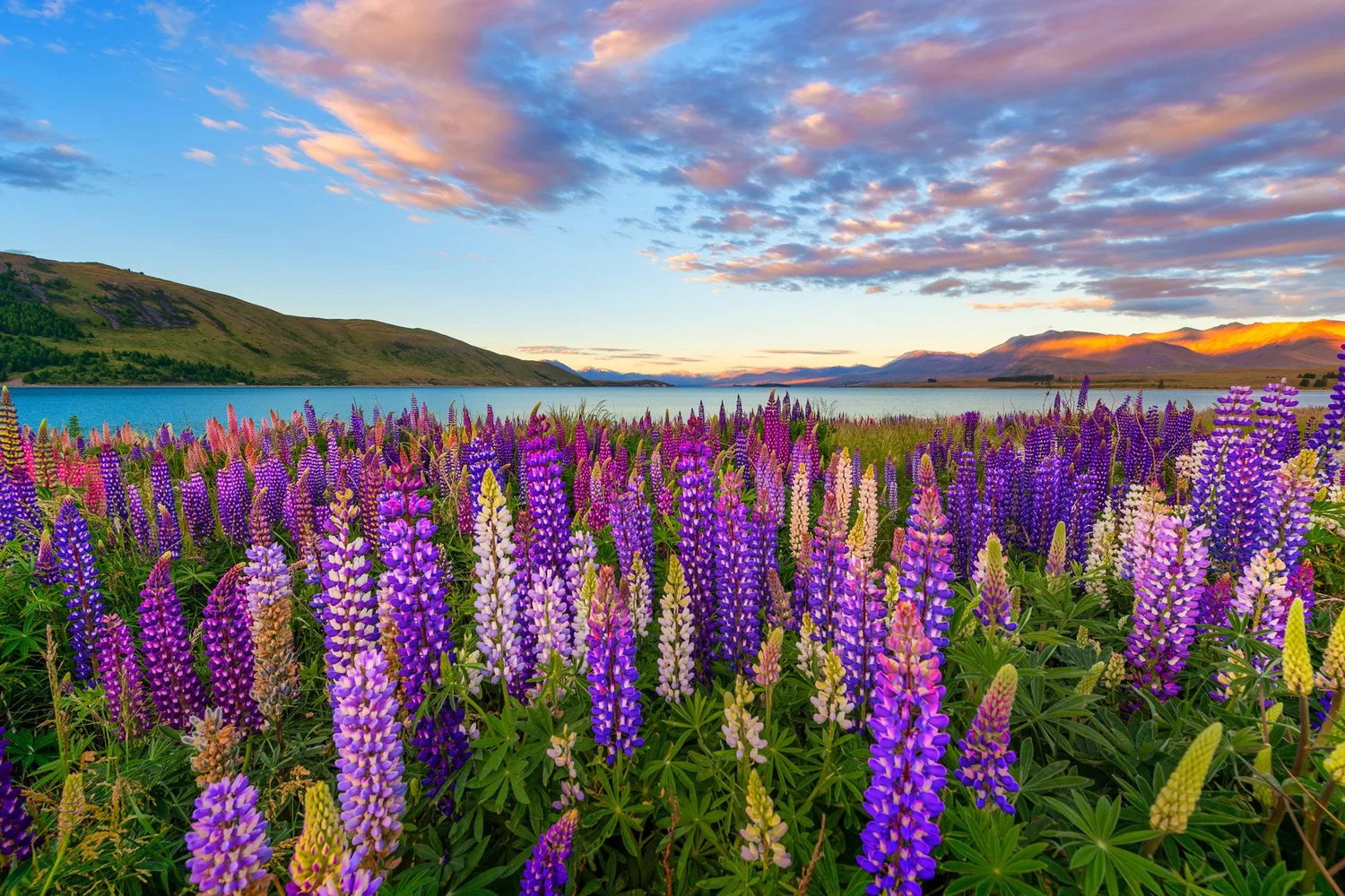 New Zealand lupins beside a lake under dramatic light