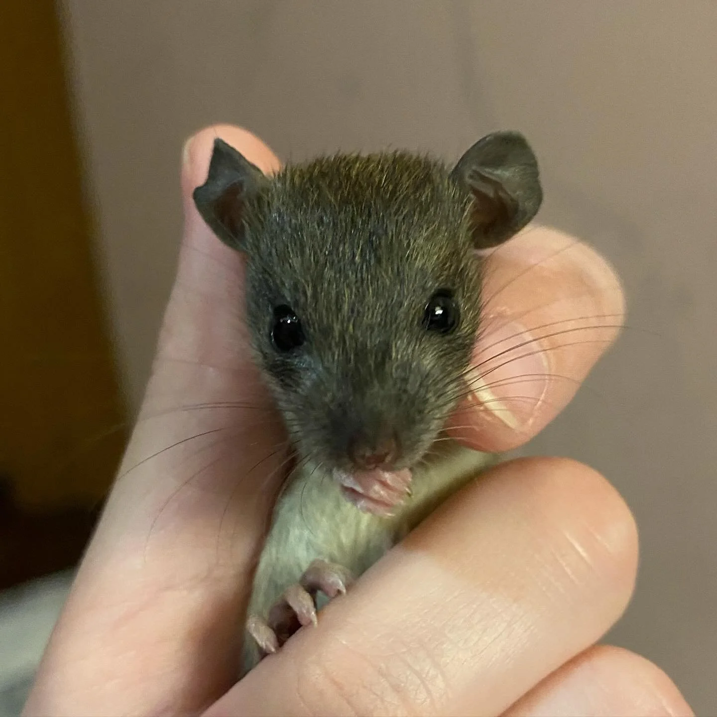 A baby rat is held upright in a human hand.