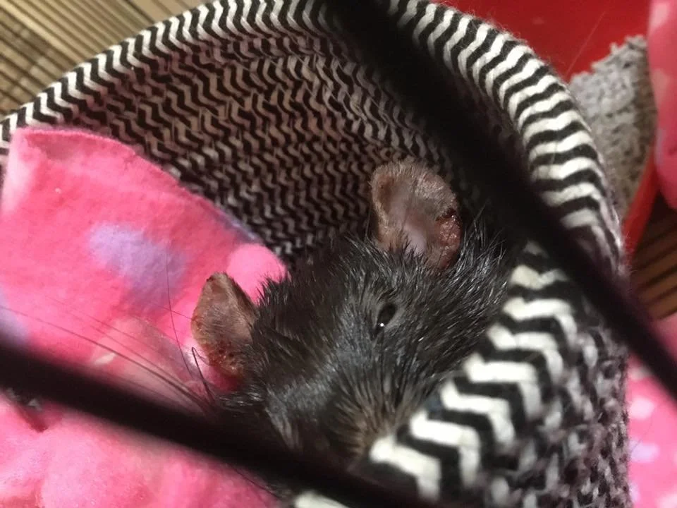 A close up of a rat's face. He is cuddled inside a fabric bucket and has wounds on his ears.