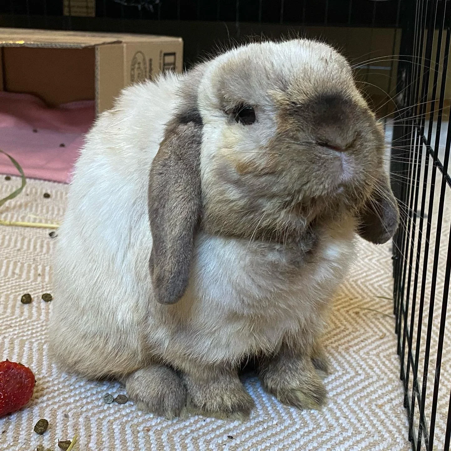 A small rabbit with floppy ears sits next to a strawberry. Around his eye is shaved.
