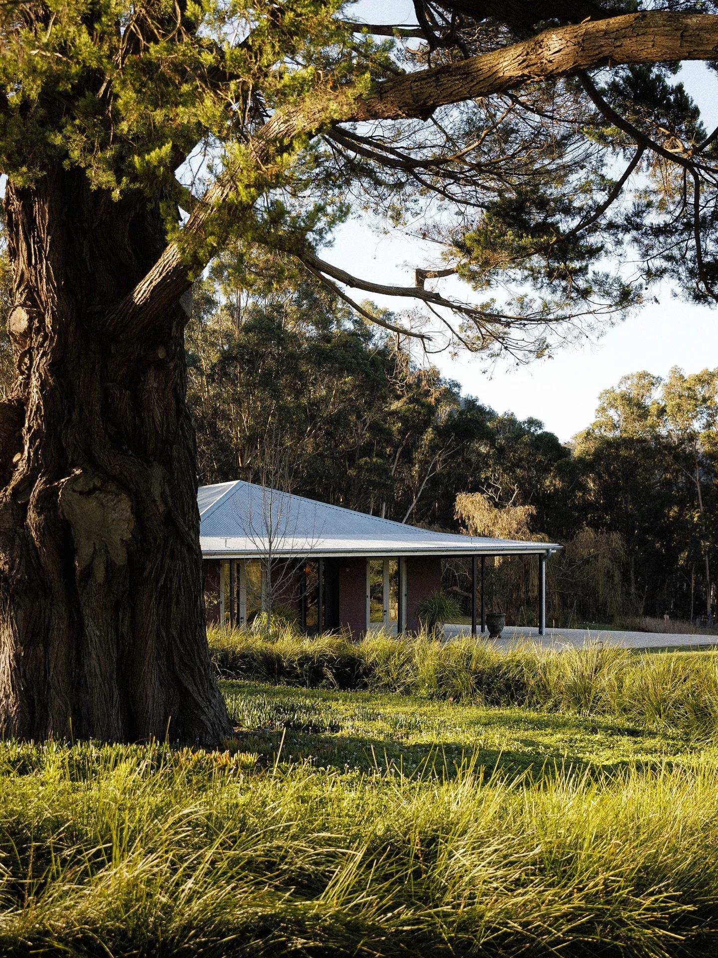 Lot 101 sitting pretty under blue skies and the towering cliffs of the Megalong Valley 

-

@megalong_lot101 
@lot101farmgate