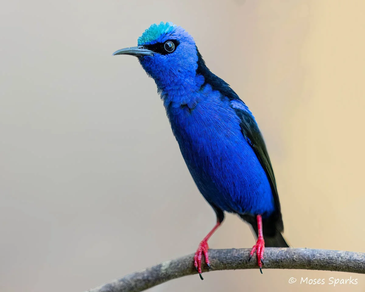 "Birds of the World" presented by Moses Sparks