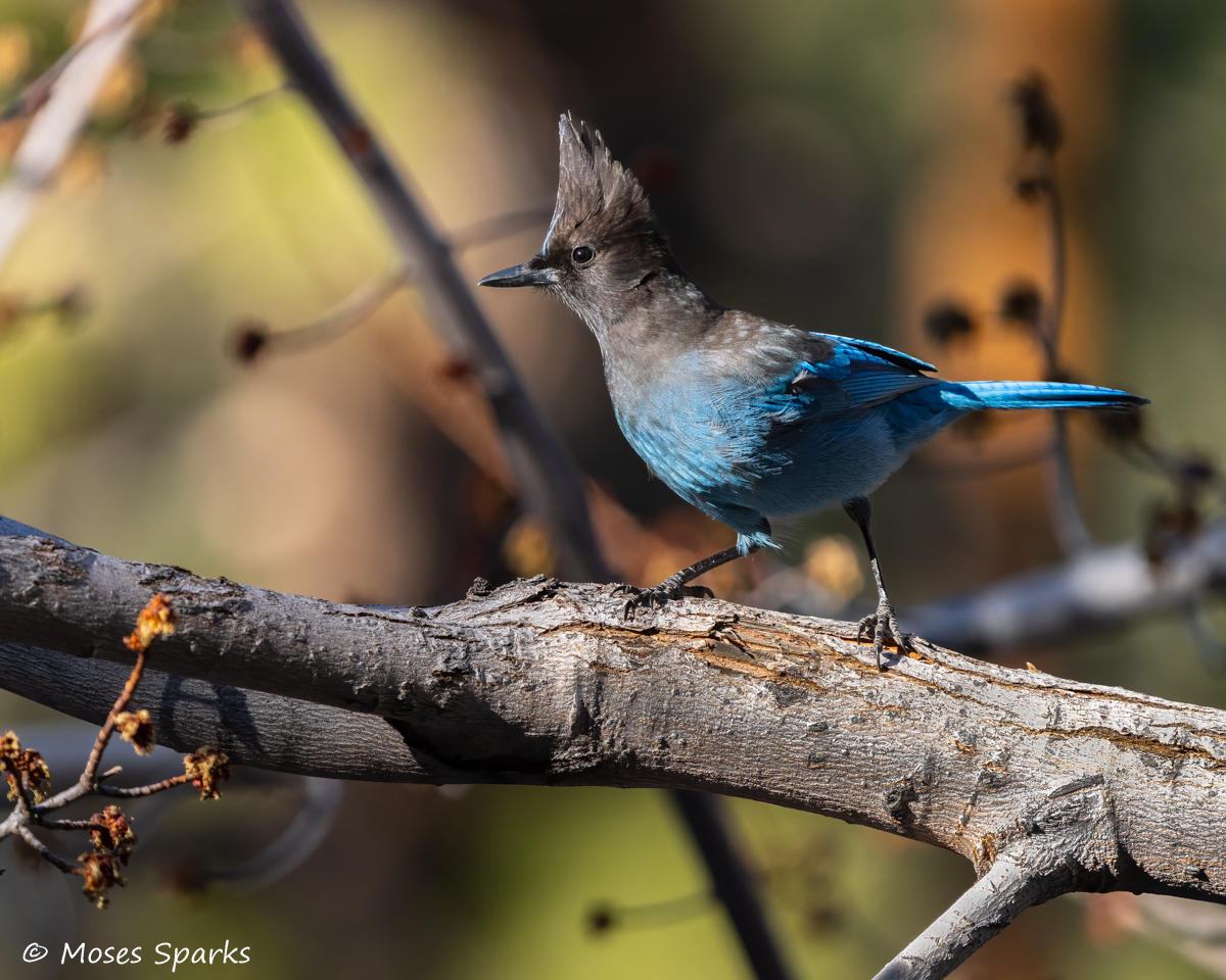 "Birds of the World" Presentation by Moses Sparks