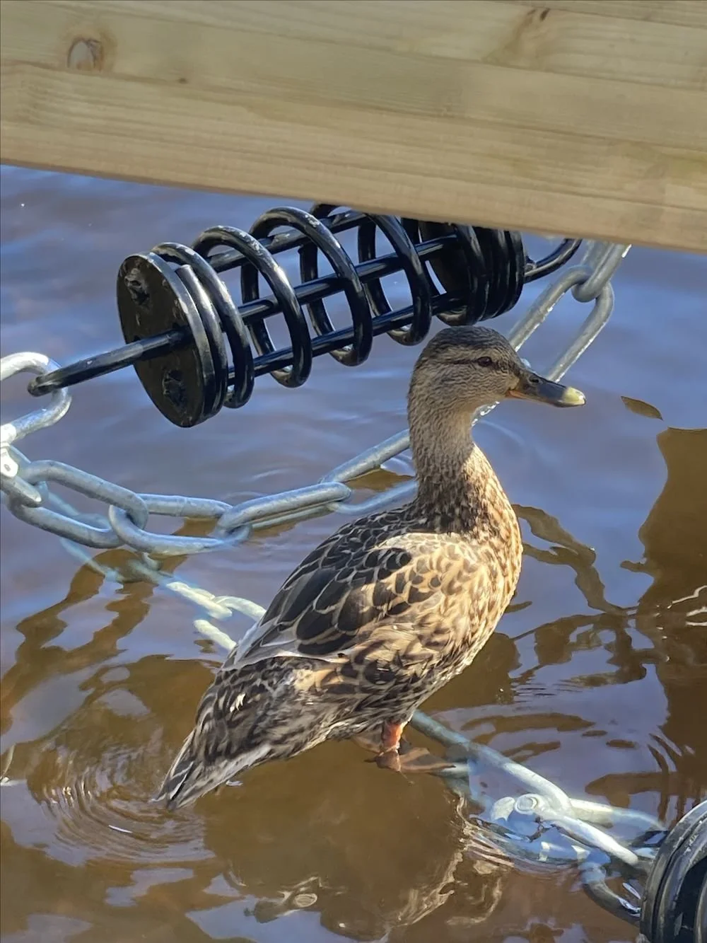 Bryggfjäder och ejder Timbobryggan