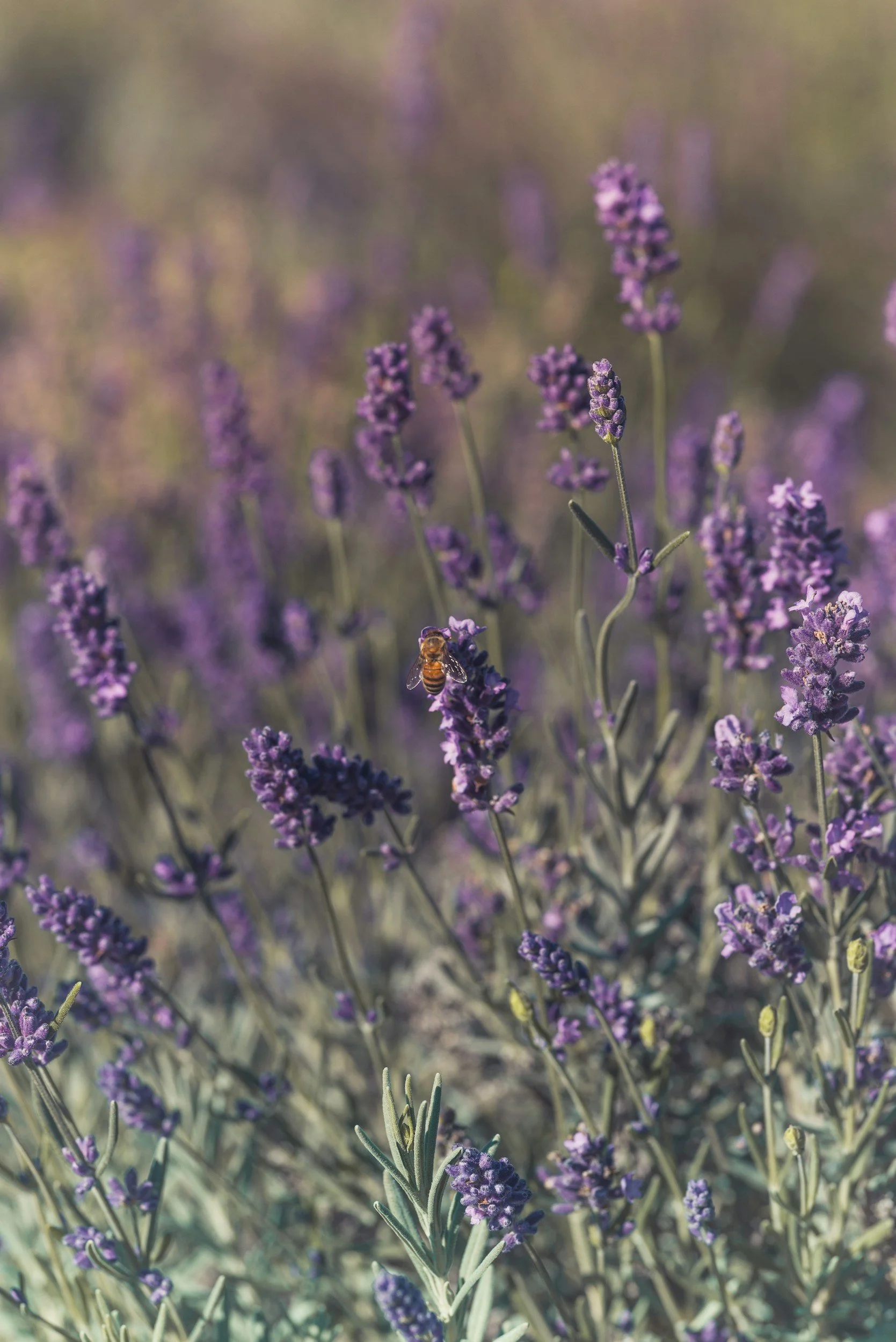 Paars lavendelhout met bijen die nectar verzamelen.