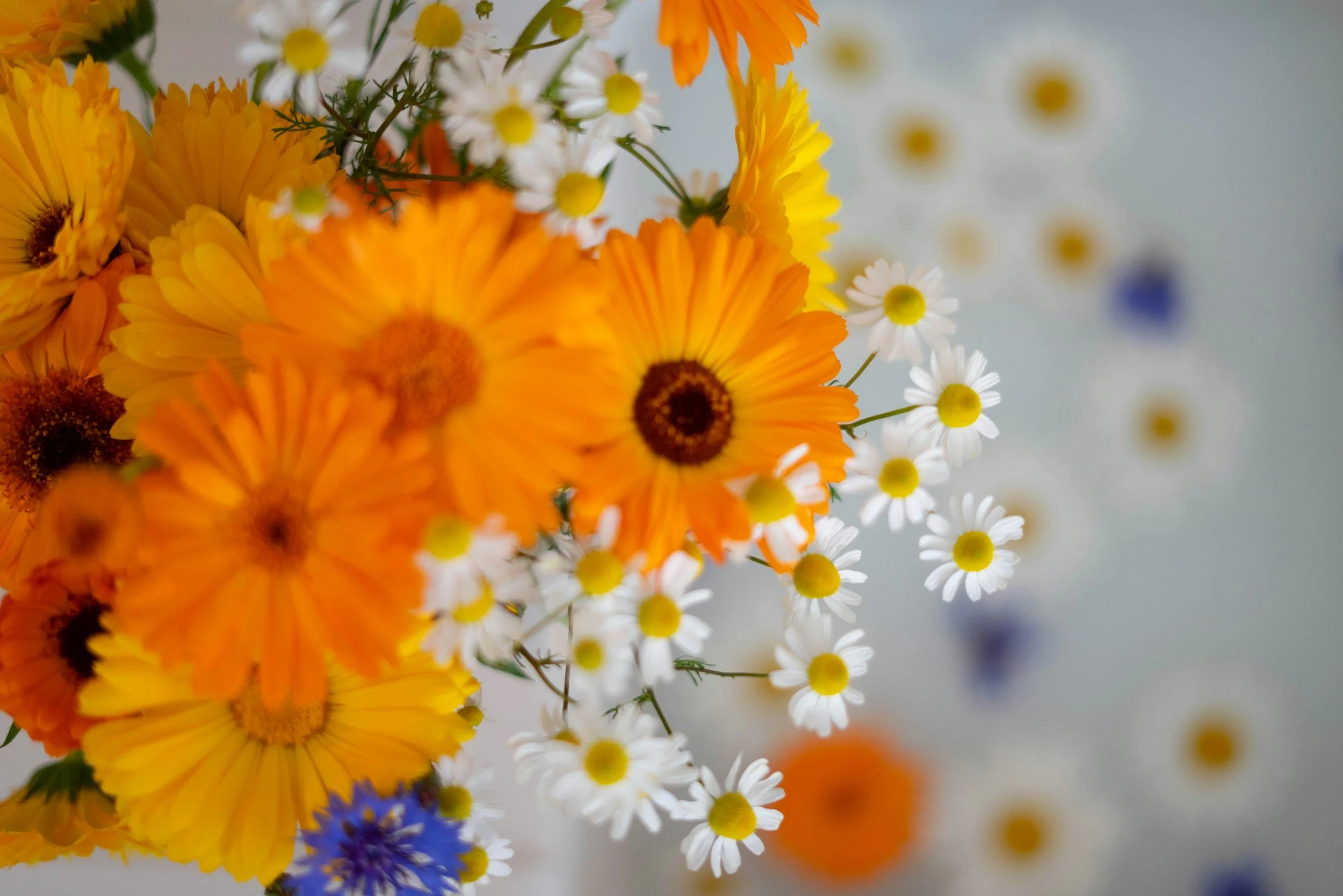 Kleurrijke bloemen