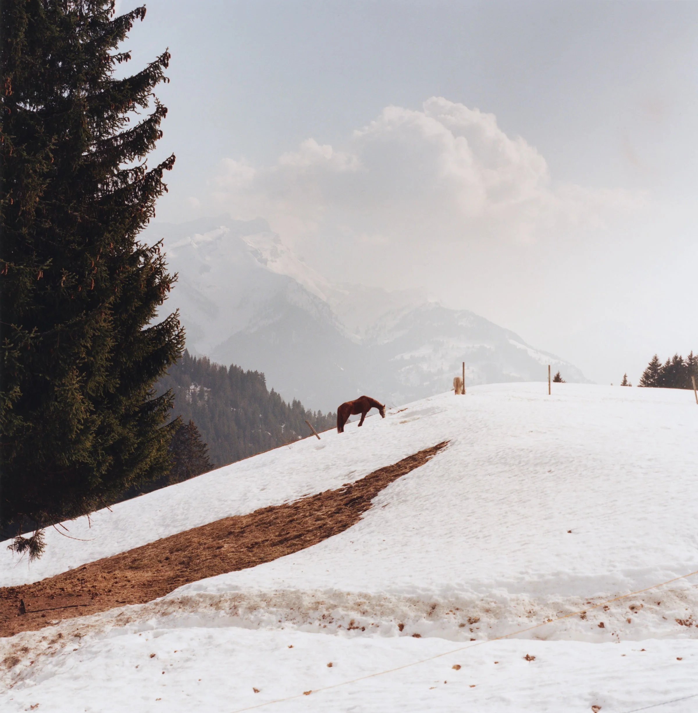 HORSE_SWITZERLAND_2012.jpg (Copy)