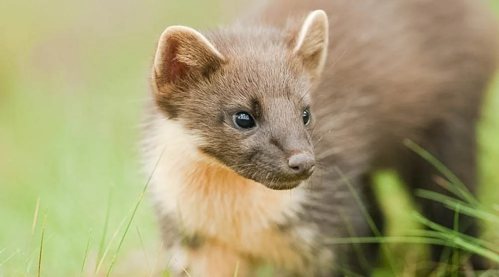 Pine Martin 