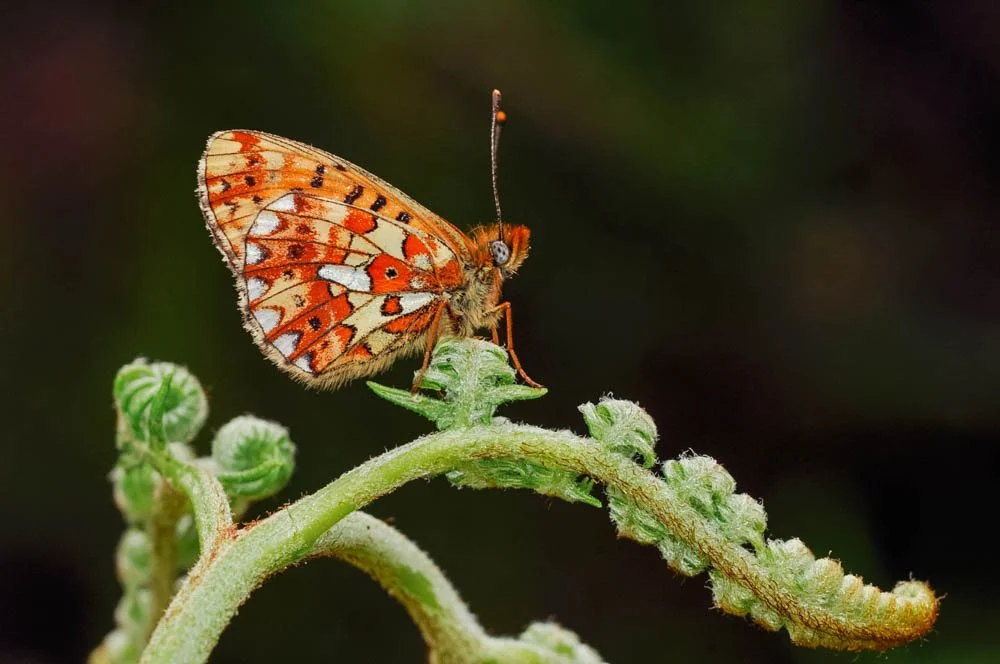 Pearl-bordered Fritillary
