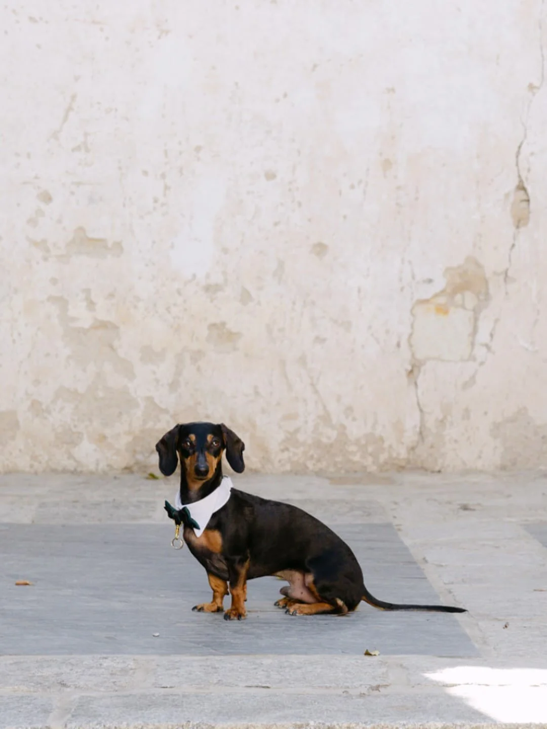 Your favourite ring bearer is here! 🐾

All the way from the US to Brittany, this adorable little dachshund had a very special role in his humans&rsquo; wedding: delivering the rings!

Quite possibly the cutest wedding guest ever. 🤍

Venue : @lepord