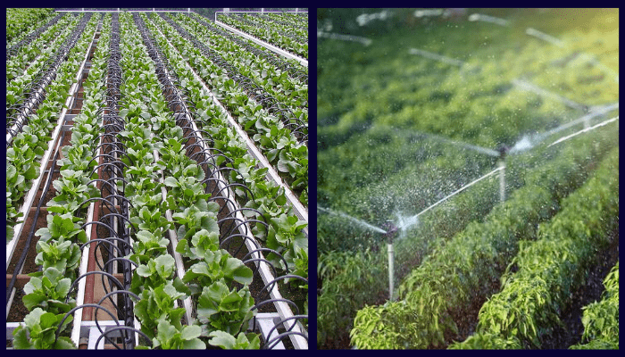 Drip vs Sprinkler Irrigation