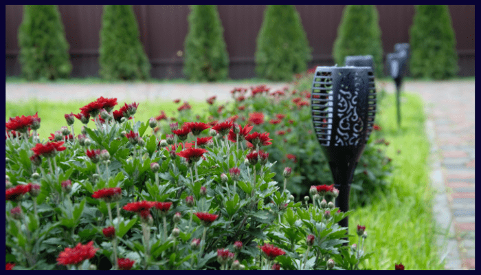 Well-maintained garden featuring vibrant red flowers, decorative solar torch lights, and a neat row of evergreen shrubs along a pathway.