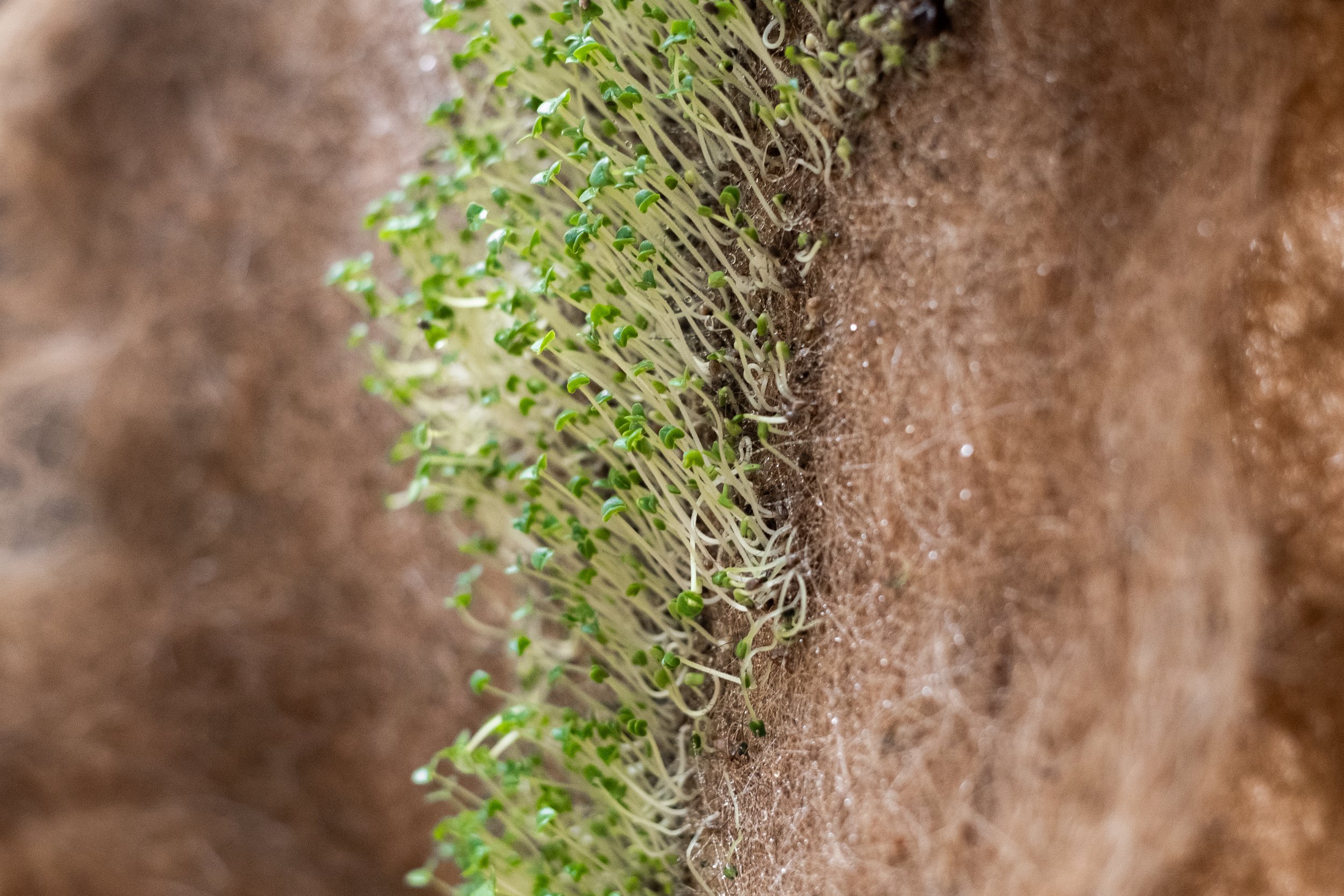 Graduation Show, Royal Academy of Arts The Hague, 2025