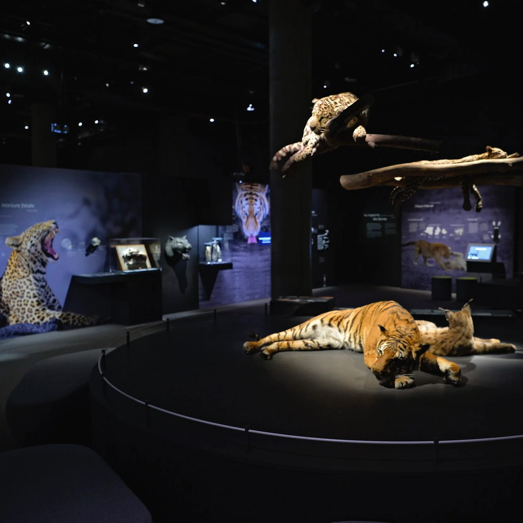 MUSÉUM NATIONAL D'HISTOIRE NATURELLE, PARIS - FÉLINS