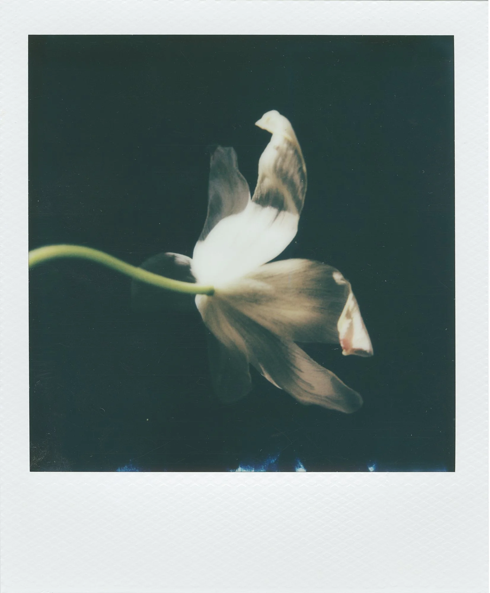 270426_Sorelle_Polaroids_SafiaShakarchi_LowRes_4.jpg