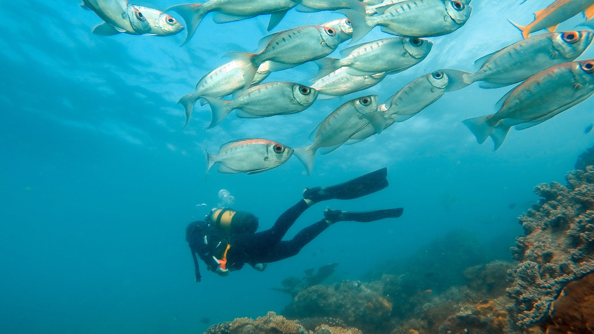 Scuba-Diving-Benguerra-Island copy.jpg