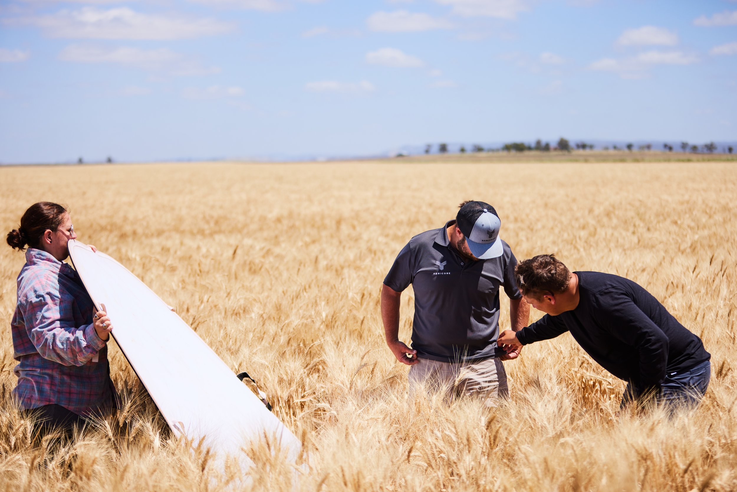 Three people in a wheat field, inspecting crops, with one holding a large white reflector.