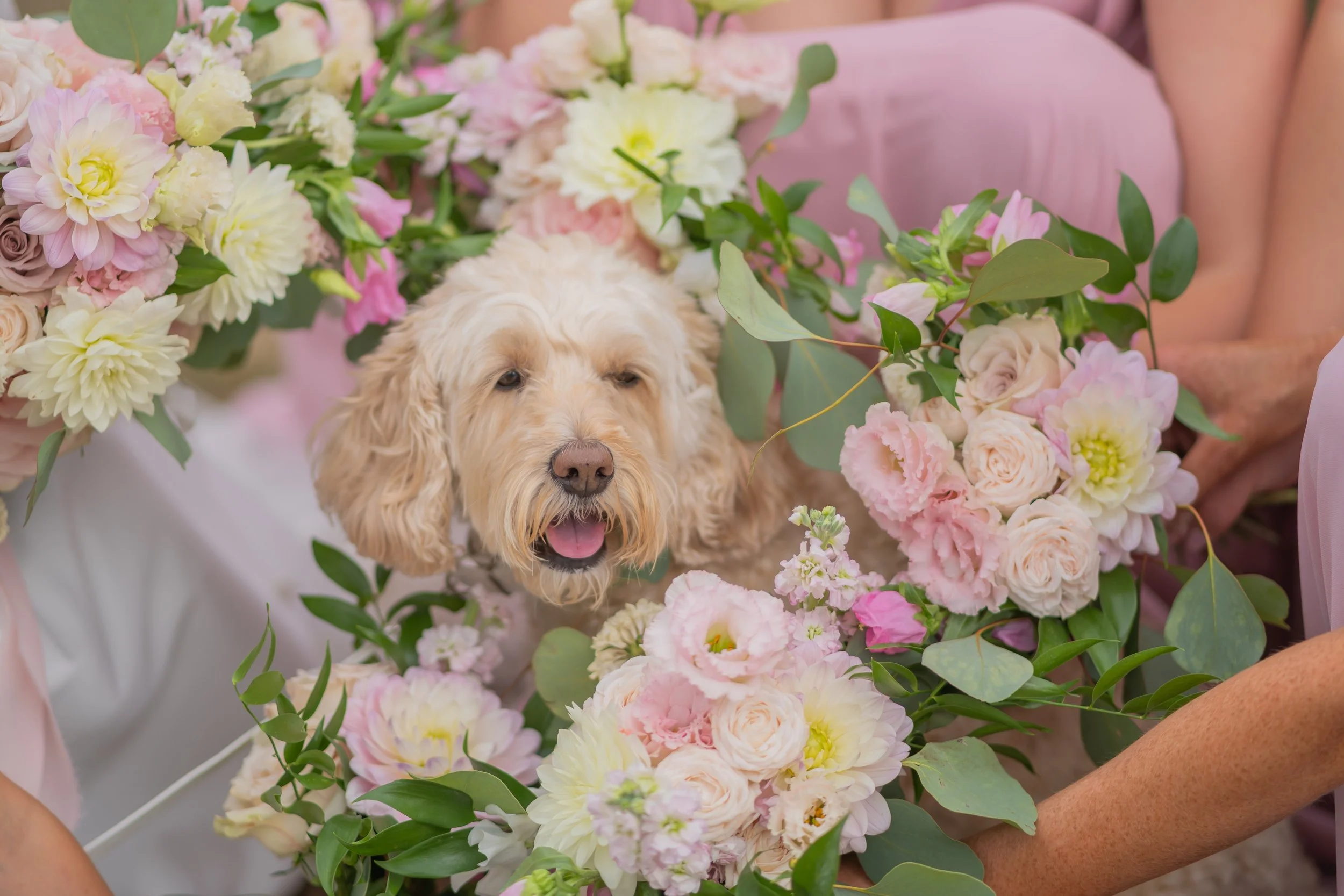 Family dog surrounded by colourful bouquets at Eastwood Park.jpg