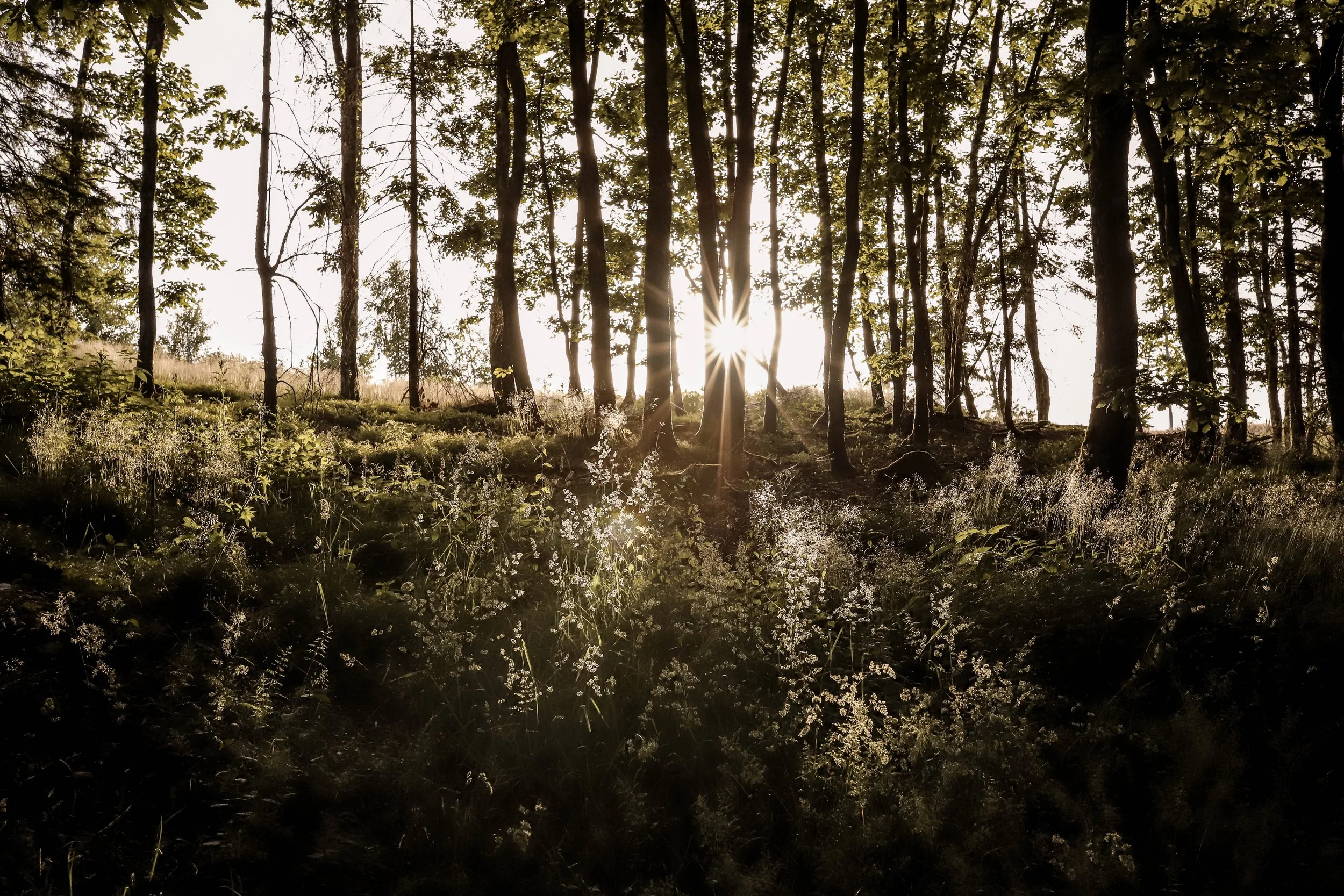 Sonnenaufgang Askey-2770.jpg