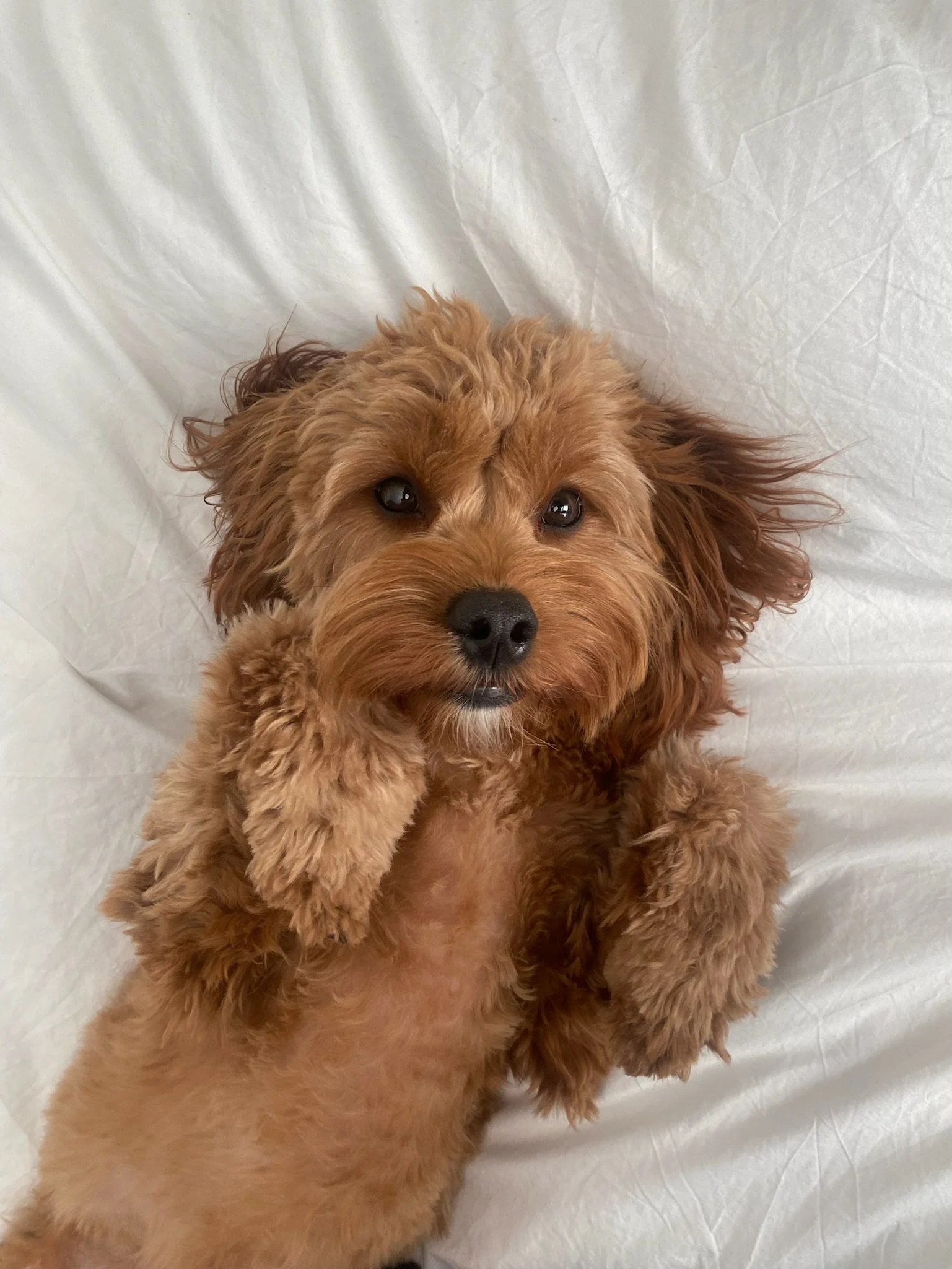 Cavapoo Dog