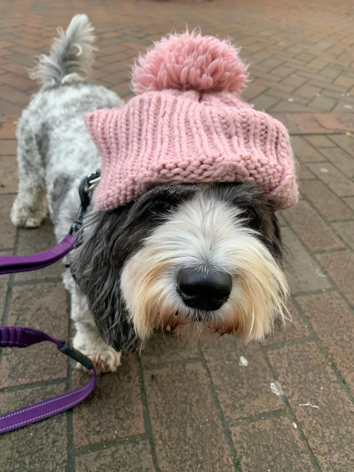Dog with Hat