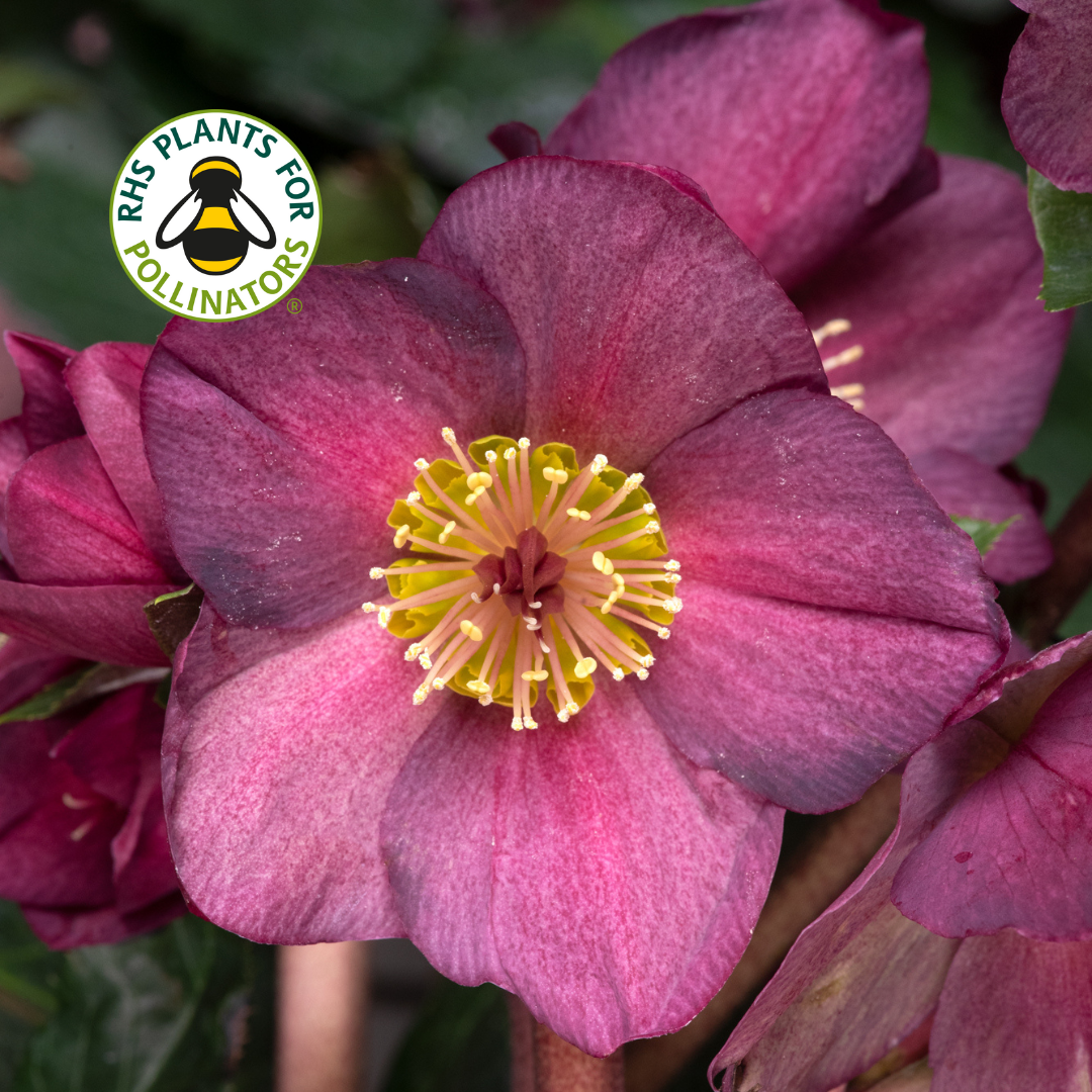 Hellebores HGC Ice 'n' Roses Carlotta