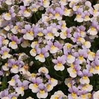Nemesia Easter Bonnet