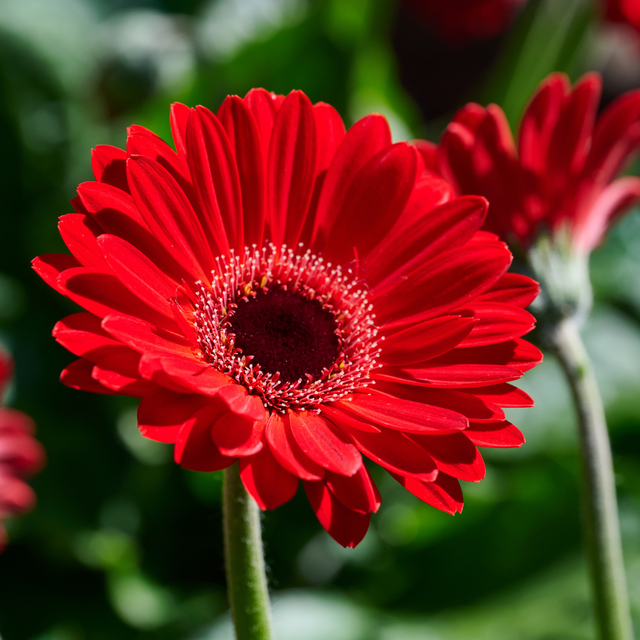 Gerbera Garvinea Sweet Chilli