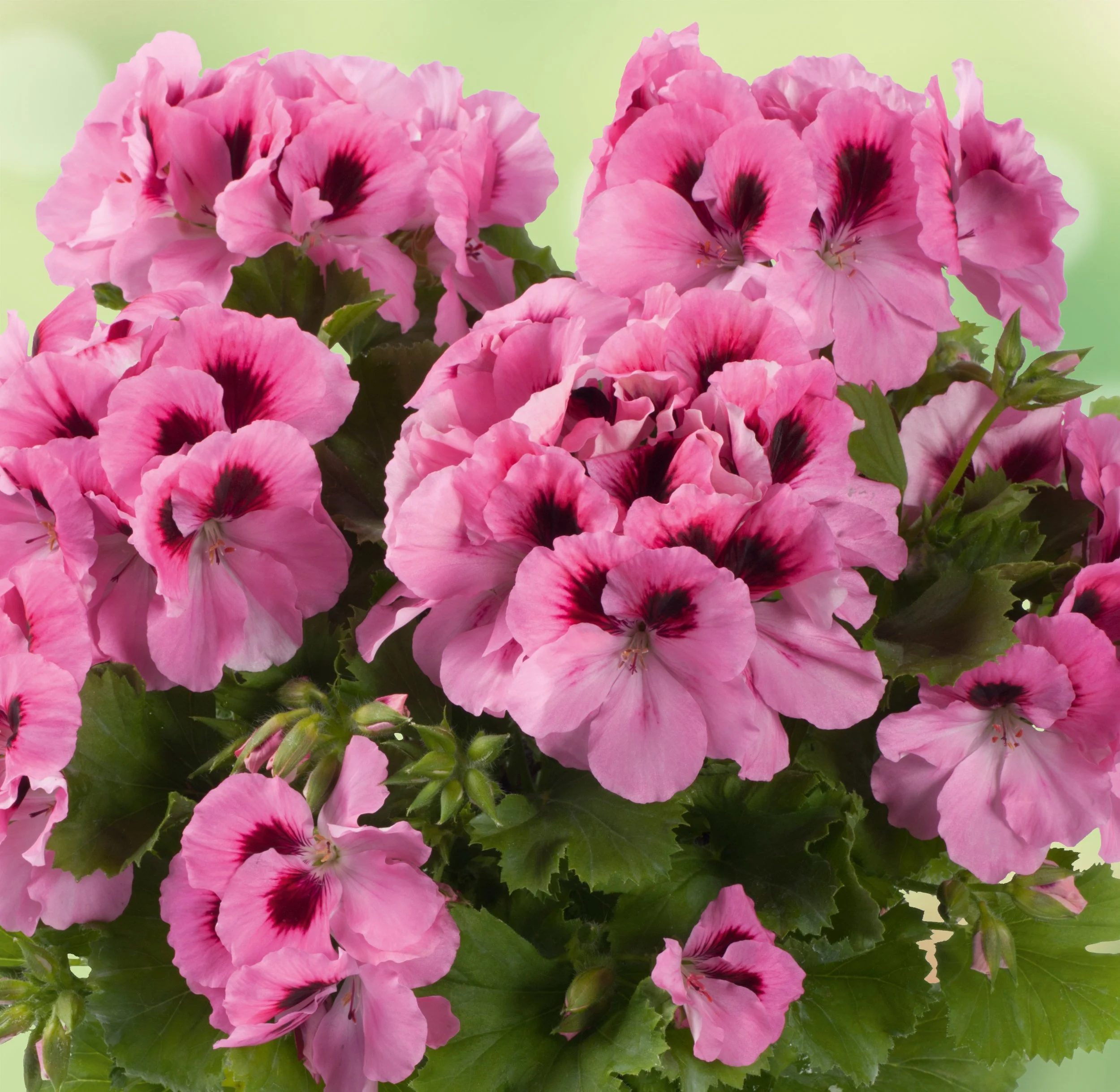 Geranium/Pelargonium Aristo Pink