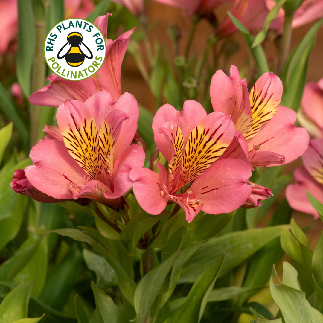 Alstroemeria Summer Rose