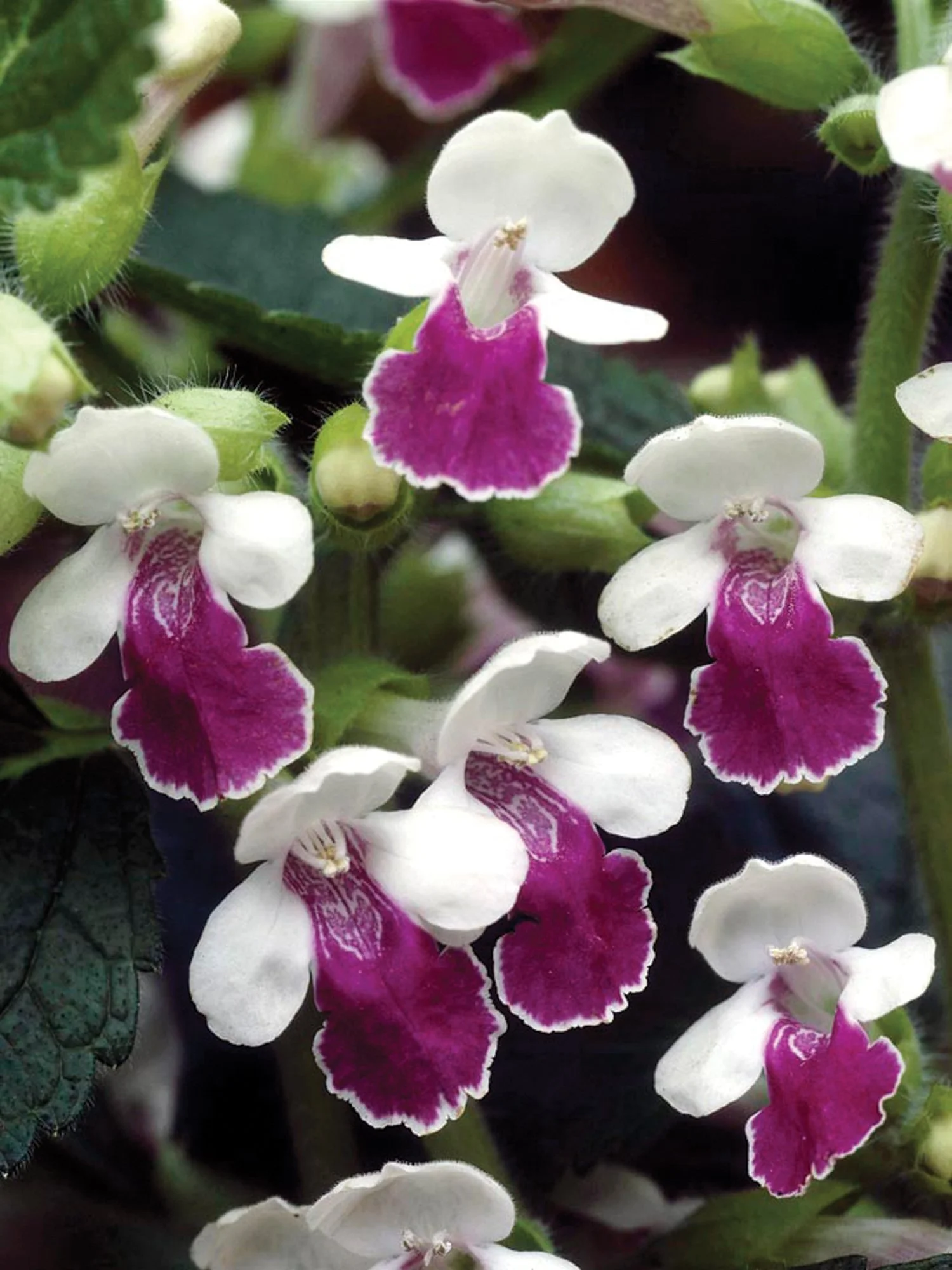 Melittis Royal Velvet Distinction