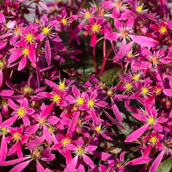 Saxifraga Dancing Pixies Twinkie