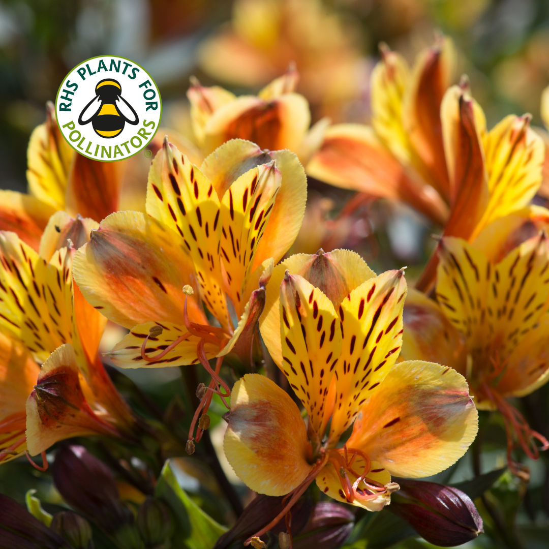 Alstroemeria Indian Summer