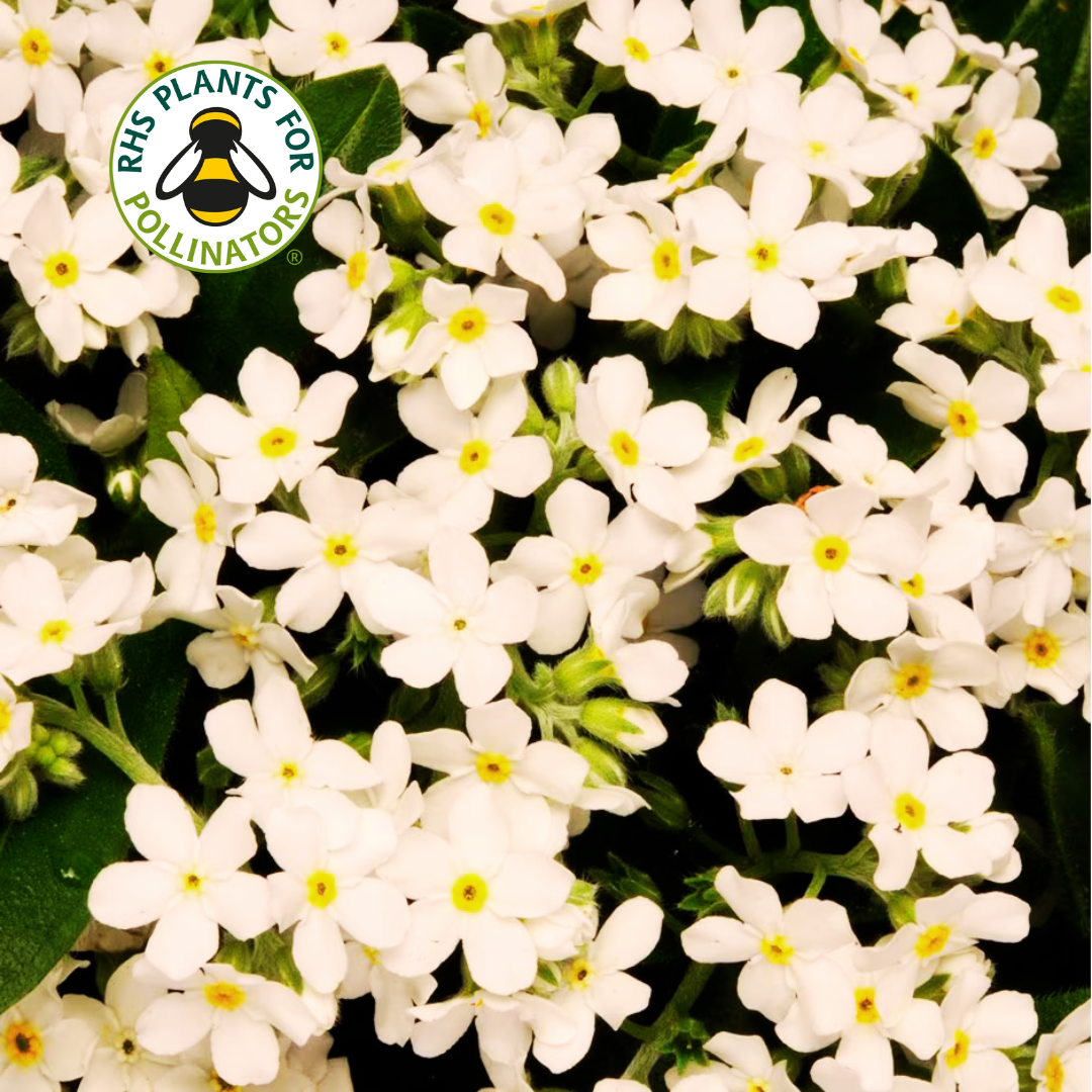 Myosotis Sylvia White