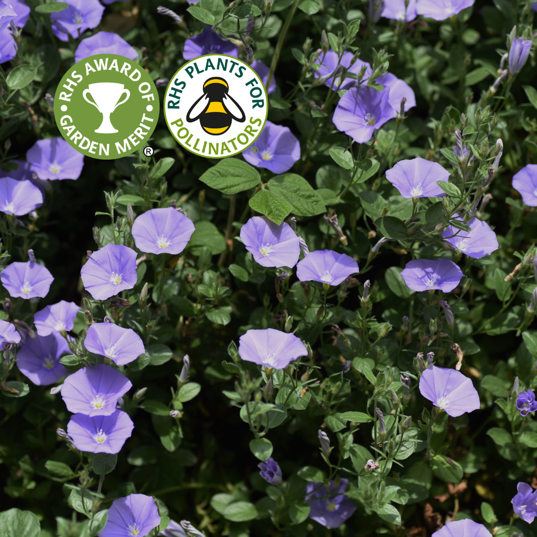 Convolvulus sabatius