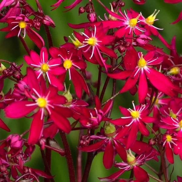 Saxifraga Dancing Pixies Tally