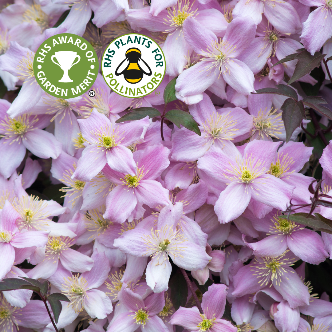 Clematis Montana Elizabeth