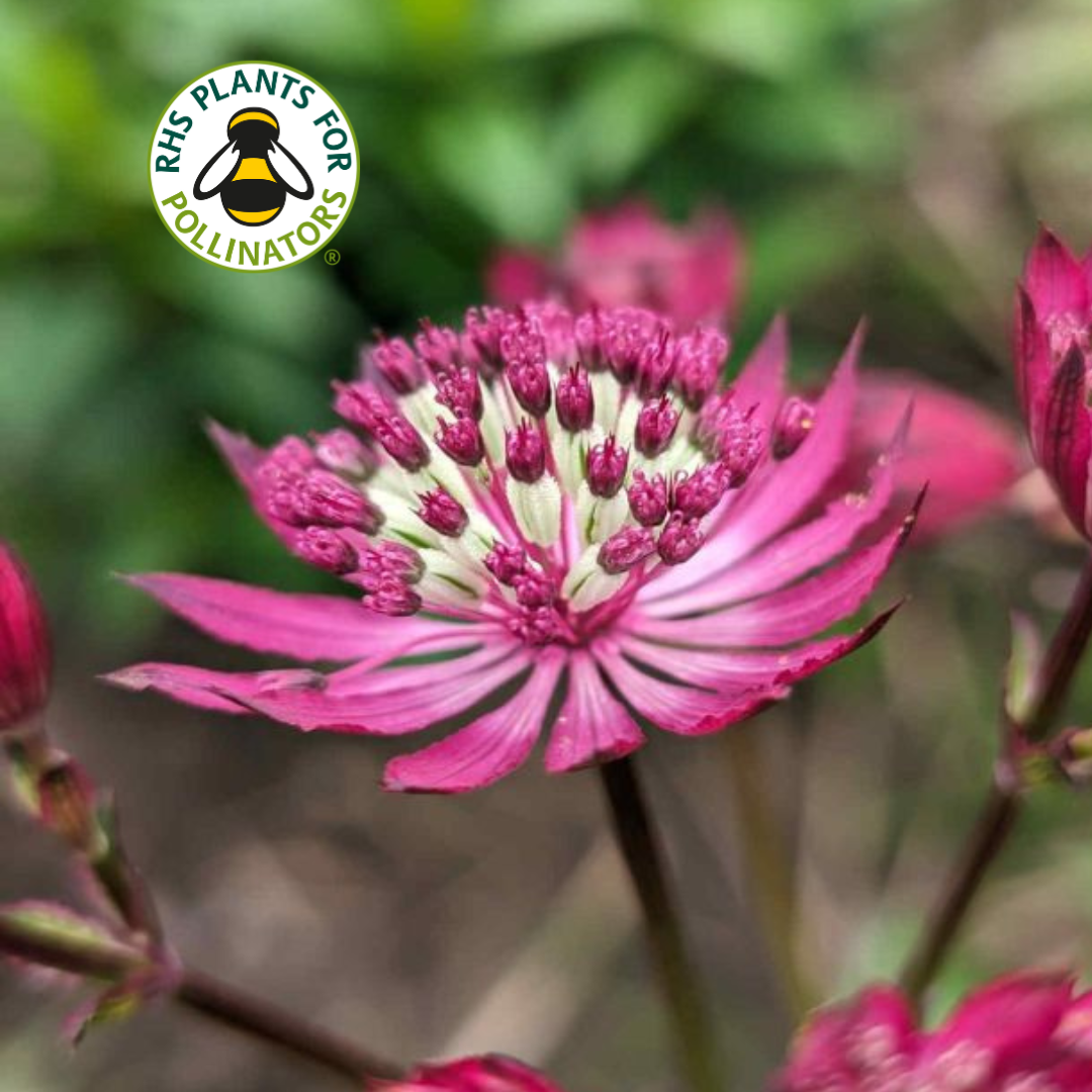 Astrantia Sparkling Stars Red 