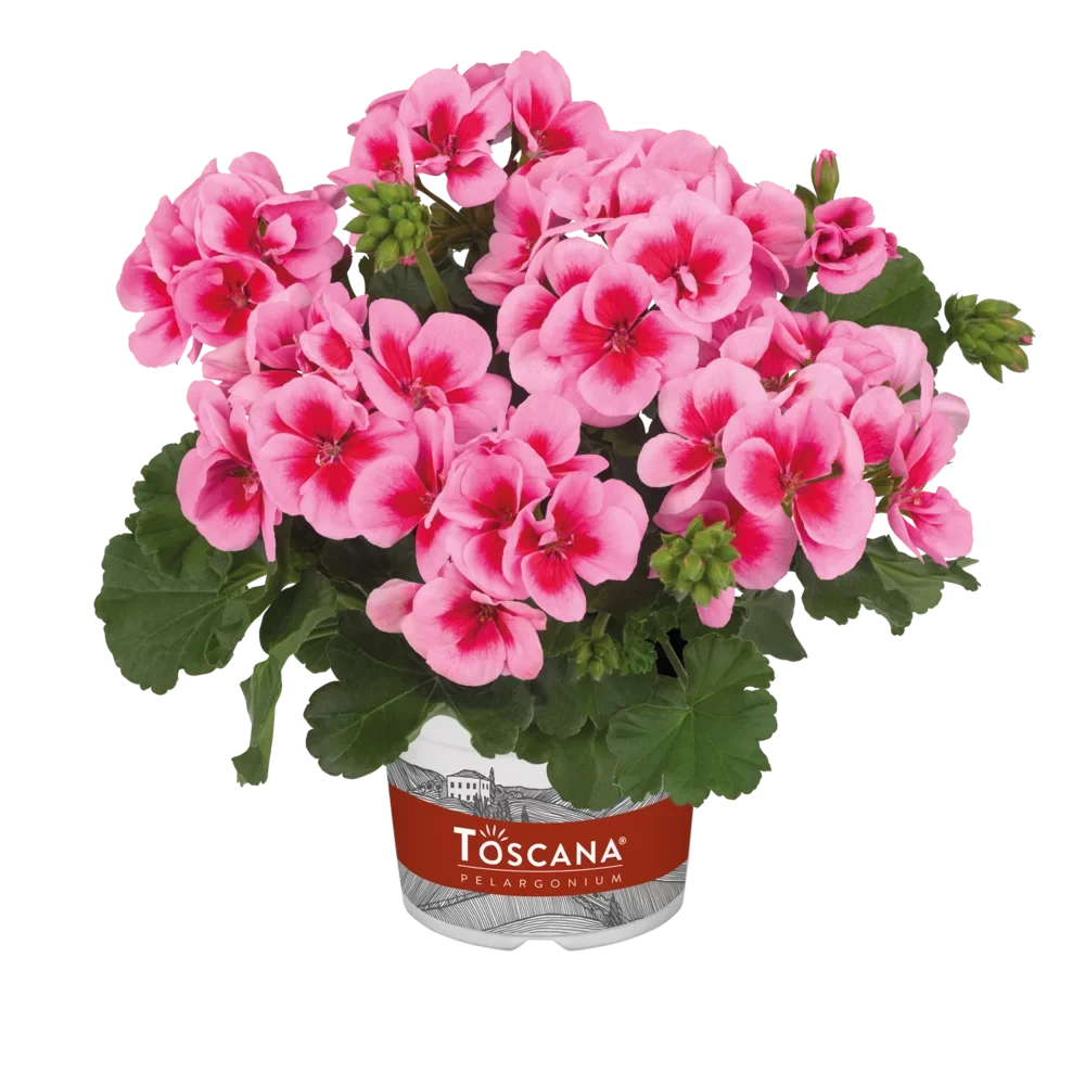 Geranium/Pelargonium Smart Splash Pink Eye
