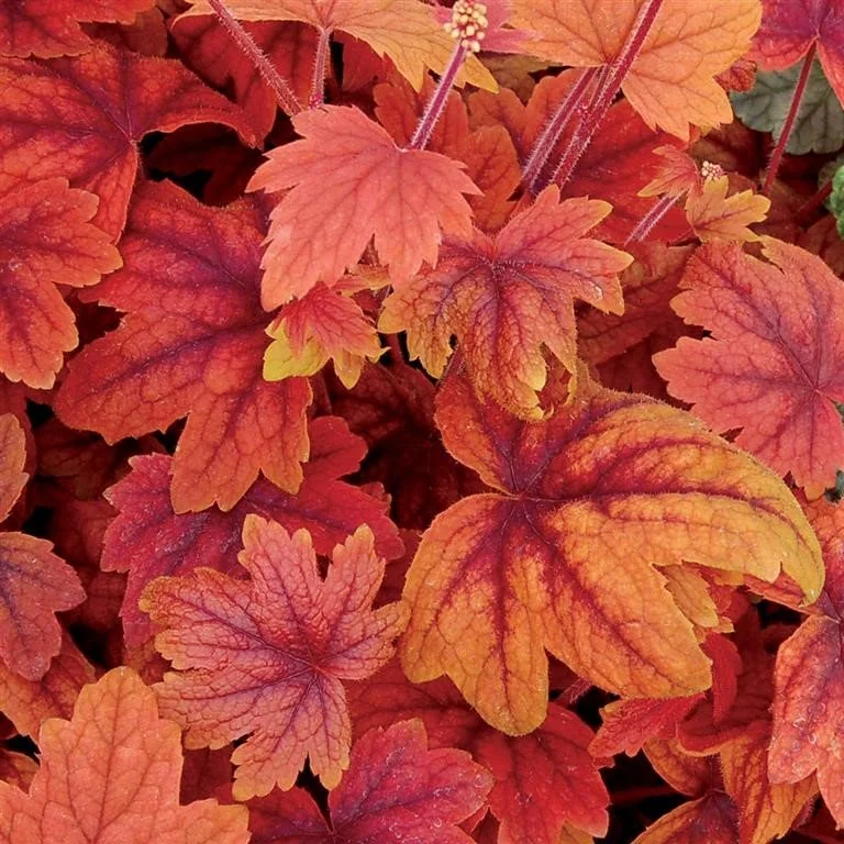 Heucherella Sweet Tea