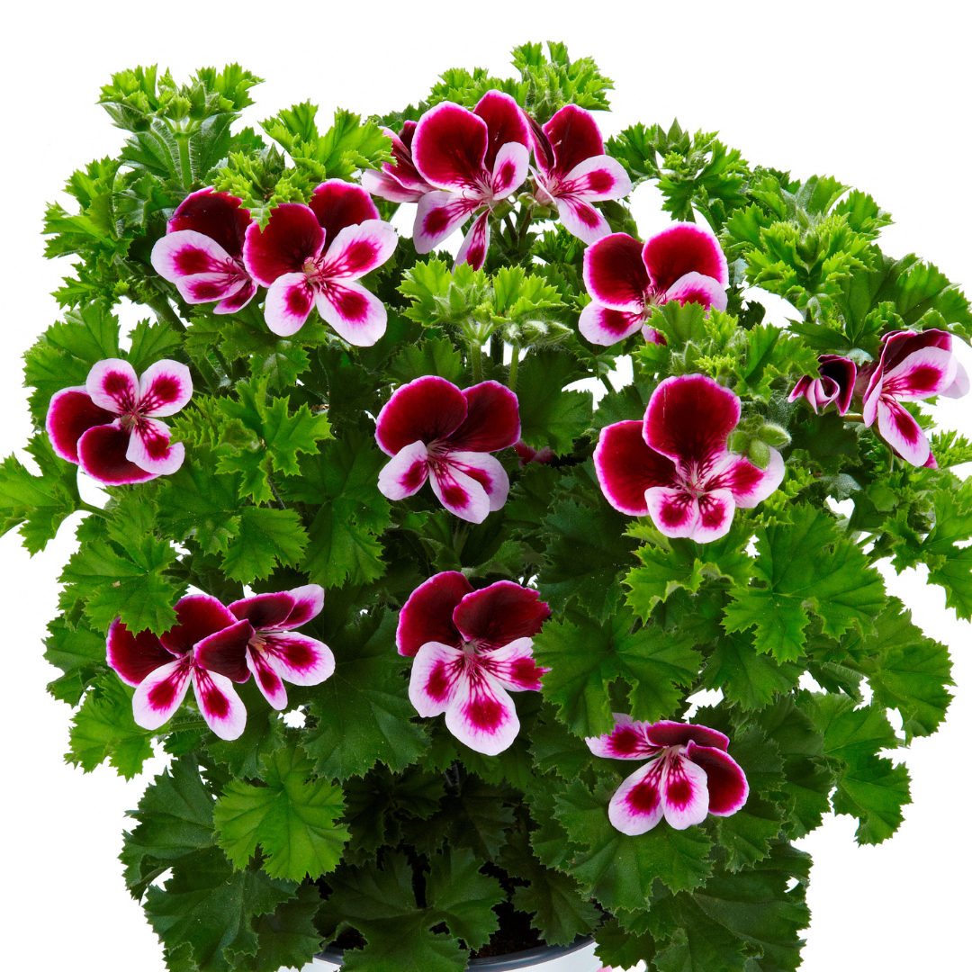 Geranium/Pelargonium Scented Perfume